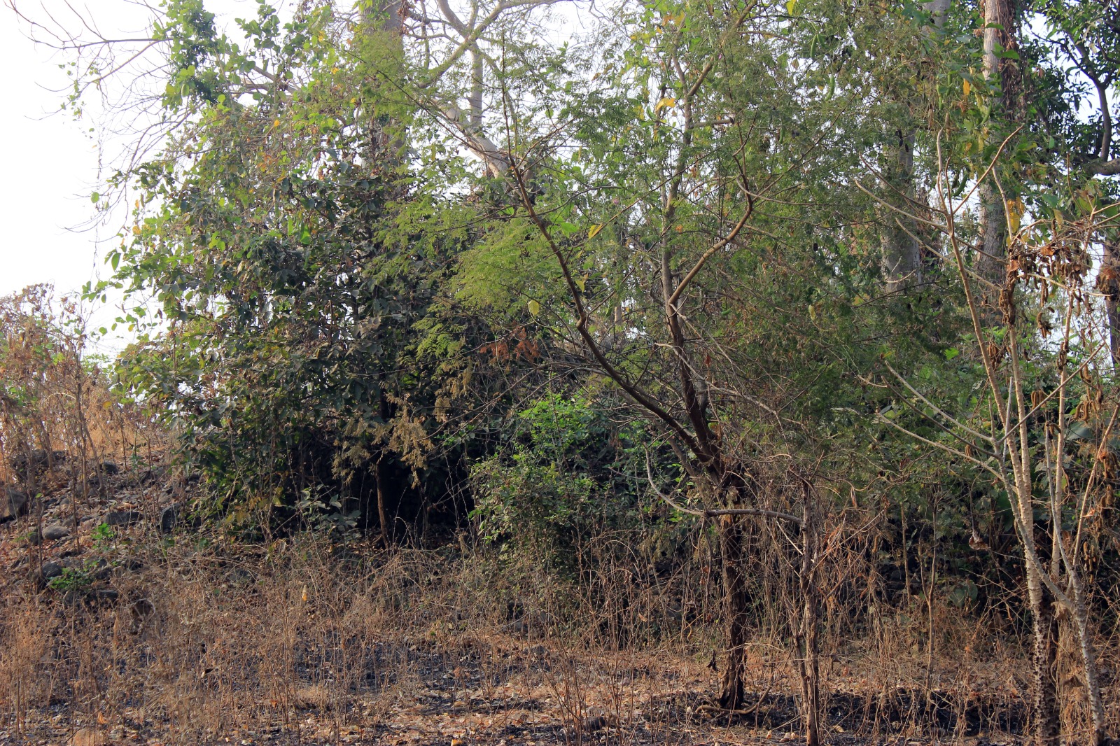 Firang kot